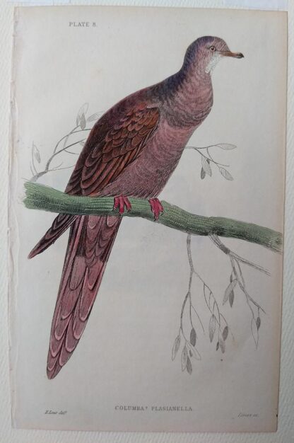 Naturalist's Library antique print of Columba Plasianella (Pheasant-tailed Pigeon), by Sir William Jardine and engraver W.H. Lizars