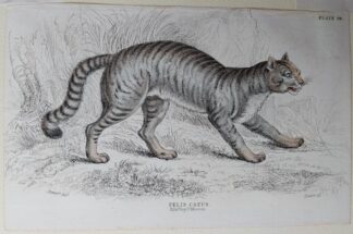Naturalist's Library antique print of Felis Catus (Common Wild Cat), by Sir William Jardine and engraver W.H. Lizars