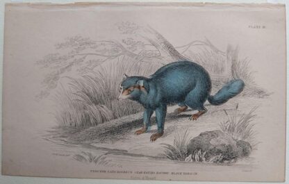 Naturalist's Library antique print of Procyon Cancrivorus (Crab-eating Racoon), by Sir William Jardine and engraver W.H. Lizars