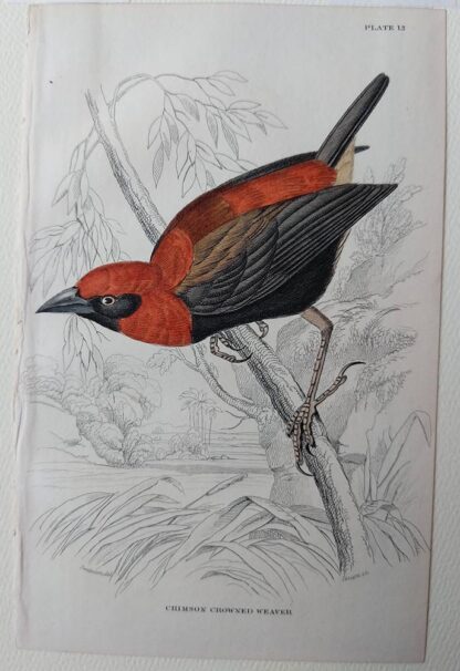Naturalist's Library antique print of Trochilus Colubris (Northern Hummingbird), by Sir William Jardine and engraver W.H. Lizars