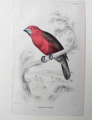 Naturalist's Library antique print of Crimson Nut Cracker, by Sir William Jardine and engraver W.H. Lizars