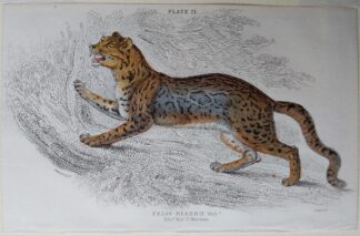 Naturalist's Library antique print of Felis Diardii (Diard's Cat), by Sir William Jardine and engraver W.H. Lizars