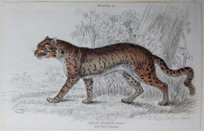 Naturalist's Library antique print of Felis Diardii (Diard's Cat), by Sir William Jardine and engraver W.H. Lizars