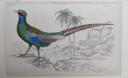 Naturalist's Library antique print of Phasianus Versicolor (Diard's Pheasant), by Sir William Jardine and engraver W.H. Lizars