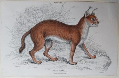 Naturalist's Library antique print of Felis Caracal (The Caracal), by Sir William Jardine and engraver W.H. Lizars