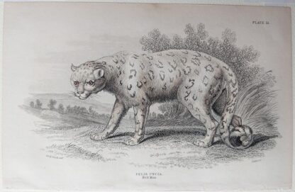 Naturalist's Library antique print of Felis Uncia, by Sir William Jardine and engraver W.H. Lizars