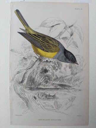 Naturalist's Library antique print of Grey-headed Flycatcher, by Sir William Jardine and engraver W.H. Lizars