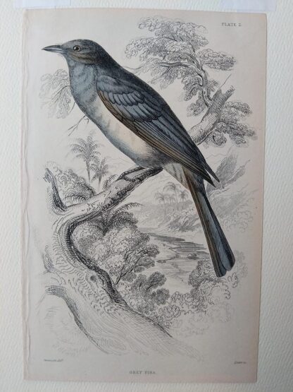 Naturalist's Library antique print of Grey Piha, by Sir William Jardine and engraver W.H. Lizars