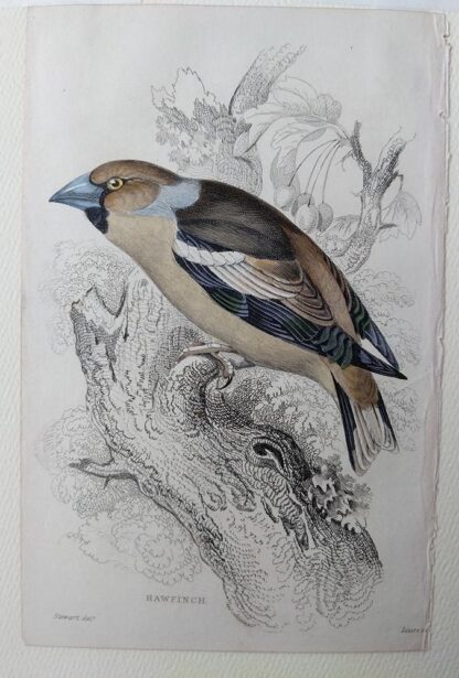 Naturalist's Library antique print of Hawfinch, by Sir William Jardine and engraver W.H. Lizars