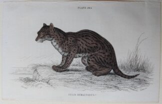 Naturalist's Library antique print of Felis Himalyanus (Himalayan Serval Cat), by Sir William Jardine and engraver W.H. Lizars