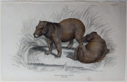 Naturalist's Library antique print of Hydrochaerus Cabiai (Capybara), by Sir William Jardine and engraver W.H. Lizars