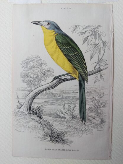 Naturalist's Library antique print of Large Grey Headed Bush Shrike, by Sir William Jardine and engraver W.H. Lizars