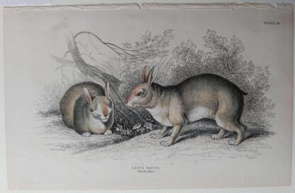 Naturalist's Library antique print of Lepus Tapeti, by Sir William Jardine and engraver W.H. Lizars