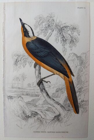 Naturalist's Library antique print of Lesser White Crowned Rock Thrush, by Sir William Jardine and engraver W.H. Lizars