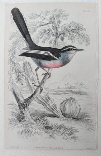 Naturalist's Library antique print of Long-tailed African Tody, by Sir William Jardine and engraver W.H. Lizars