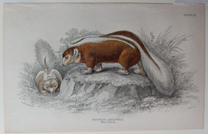 Naturalist's Library antique print of Mephitis Chilensis (Striped Skunk), by Sir William Jardine and engraver W.H. Lizars