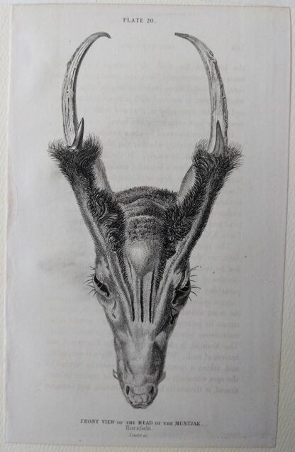 Naturalist's Library antique print of Front View of the Head of the Muntjak (Skull), by Sir William Jardine and engraver W.H. Lizars
