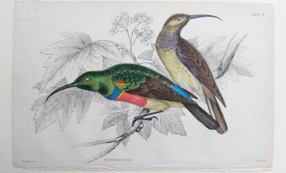 Naturalist's Library antique print of Nectarinia Afra, by Sir William Jardine and engraver W.H. Lizars