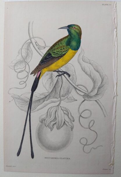 Naturalist's Library antique print of Nectarinia Platura (Purple-rumped Sun Bird), by Sir William Jardine and engraver W.H. Lizars