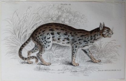Naturalist's Library antique print of Felis Nepalensis (Nepaul Cat), by Sir William Jardine and engraver W.H. Lizars