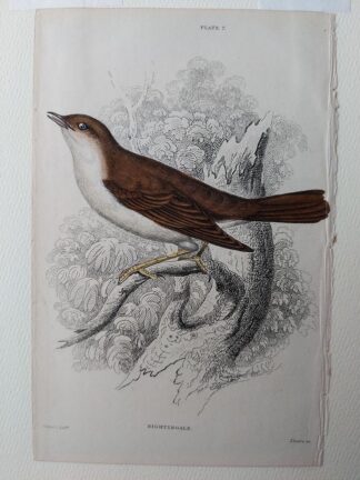 Naturalist's Library antique print of Nightingale, by Sir William Jardine and engraver W.H. Lizars