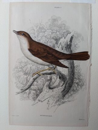 Nightingale bird hot sale for sale