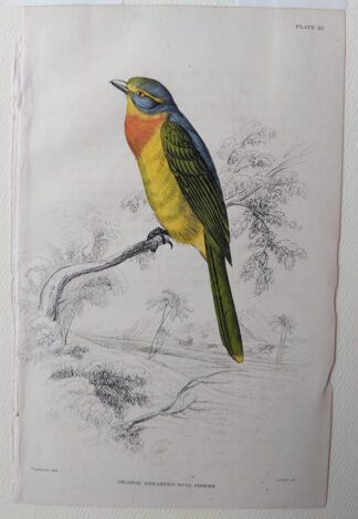 Naturalist's Library antique print of Orange Breasted Bull Shrike, by Sir William Jardine and engraver W.H. Lizars