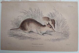 Naturalist's Library antique print of Perameles Nasuta, by Sir William Jardine and engraver W.H. Lizars