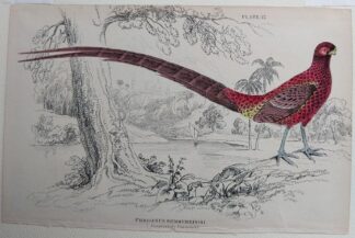 Naturalist's Library antique print of Phasianus Scemmerringii (Scemmerings Pheasant), by Sir William Jardine and engraver W.H. Lizars