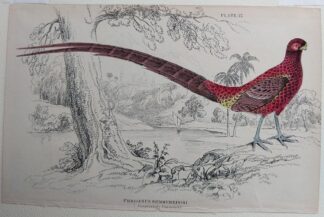 Naturalist's Library antique print of Phasianus Scemmerringii (Scemmerings Pheasant), by Sir William Jardine and engraver W.H. Lizars