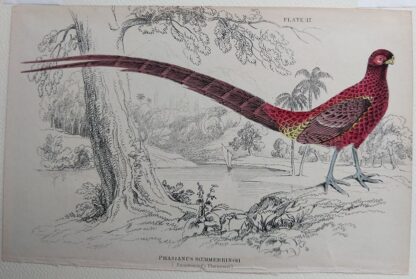Naturalist's Library antique print of Phasianus Scemmerringii (Scemmerings Pheasant), by Sir William Jardine and engraver W.H. Lizars