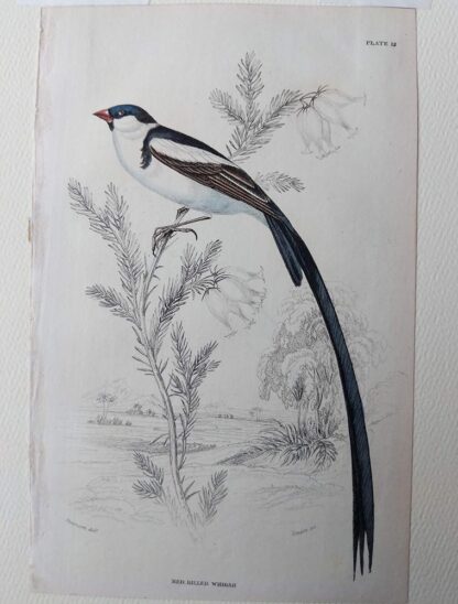 Naturalist's Library antique print of Red Billed Whidah, by Sir William Jardine and engraver W.H. Lizars