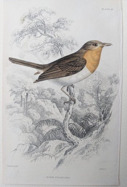 Naturalist's Library antique print of Robin Flycatcher, by Sir William Jardine and engraver W.H. Lizars