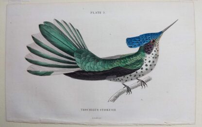 Naturalist's Library antique print of Trochilus Stokesii (Stokes Hummingbird), by Sir William Jardine and engraver W.H. Lizars