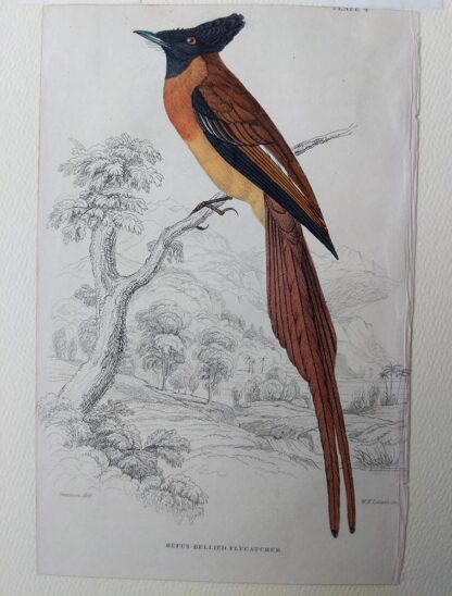Naturalist's Library antique print of Rufus-bellied Flycatcher, by Sir William Jardine and engraver W.H. Lizars