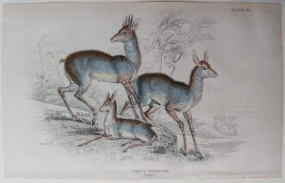 Naturalist's Library antique print of Salt's Antelope, by Sir William Jardine and engraver W.H. Lizars