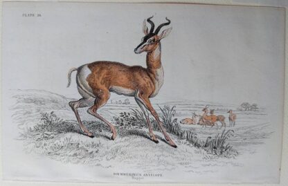 Naturalist's Library antique print of Scemmering's Antelope, by Sir William Jardine and engraver W.H. Lizars