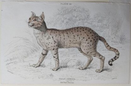 Naturalist's Library antique print of Felis Ornata (Servalina Cat), by Sir William Jardine and engraver W.H. Lizars