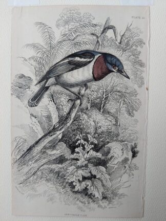 Naturalist's Library antique print of Spectacle Tody, by Sir William Jardine and engraver W.H. Lizars
