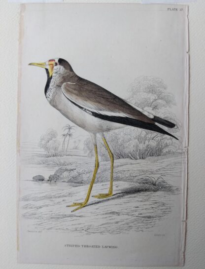 Naturalist's Library antique print of Striped-Throated Lapwing, by Sir William Jardine and engraver W.H. Lizars