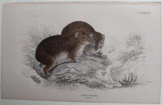 Naturalist's Library antique print of Syrian Hyrax, by Sir William Jardine and engraver W.H. Lizars