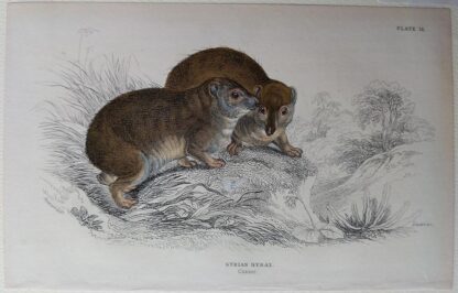 Naturalist's Library antique print of Syrian Hyrax, by Sir William Jardine and engraver W.H. Lizars