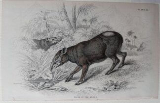 Naturalist's Library antique print of Tapir of the Andes, by Sir William Jardine and engraver W.H. Lizars