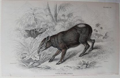 Naturalist's Library antique print of Tapir of the Andes, by Sir William Jardine and engraver W.H. Lizars