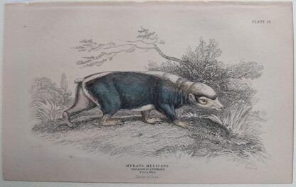 Naturalist's Library antique print of Mydaus Meliceps (Telagon or Stinkard), by Sir William Jardine and engraver W.H. Lizars