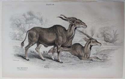 Naturalist's Library antique print of The Impoopo (Elk Antelope), by Sir William Jardine and engraver W.H. Lizars