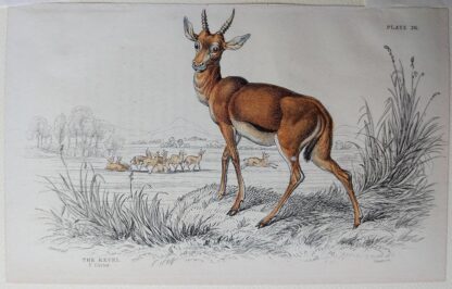 Naturalist's Library antique print of The Kevel, by Sir William Jardine and engraver W.H. Lizars