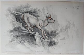 Naturalist's Library antique print of The Klip Springer, by Sir William Jardine and engraver W.H. Lizars