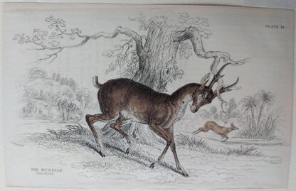 Naturalist's Library antique print of The Muntjak, by Sir William Jardine and engraver W.H. Lizars