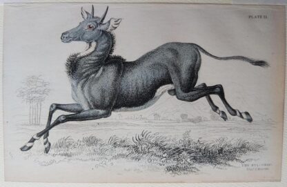 Naturalist's Library antique print of The Nyl-Ghau, by Sir William Jardine and engraver W.H. Lizars